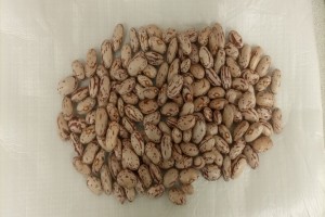 Fagioli Cranberry from Canada